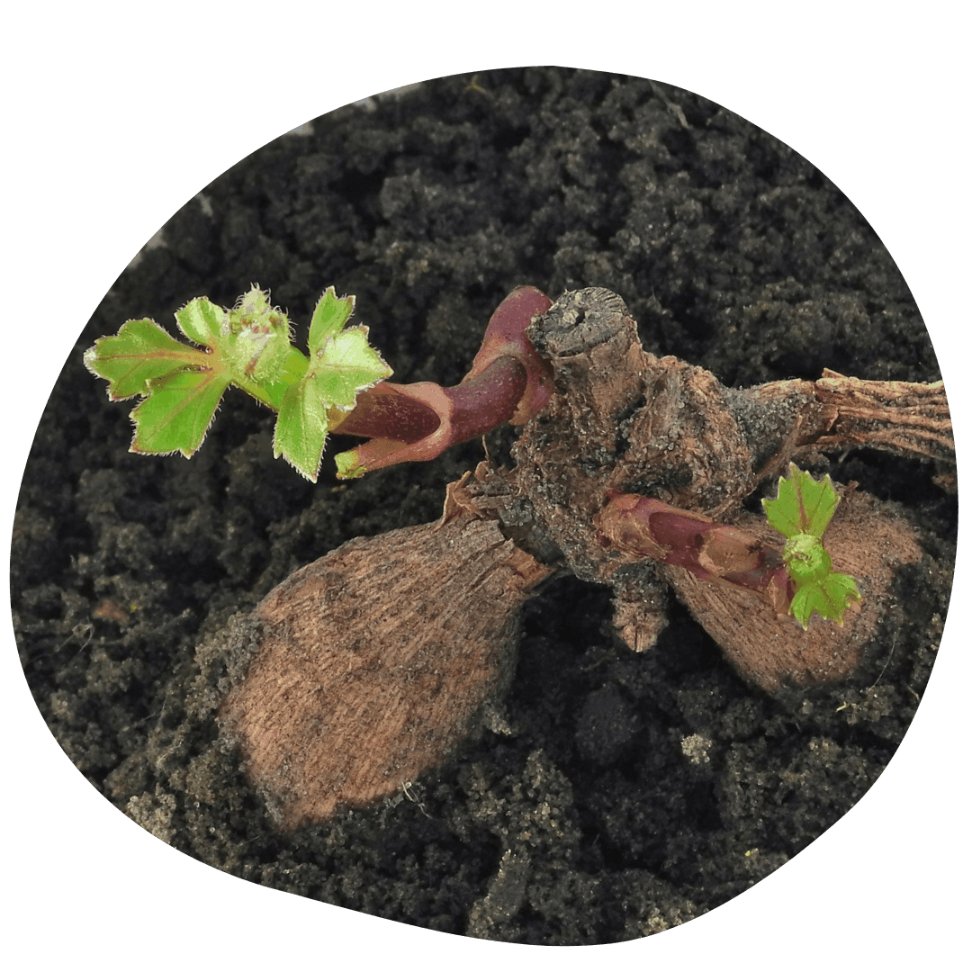 Planted dahlia tuber with green sprouting leaves